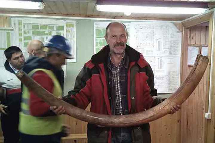 «Засекреченный» бивень мамонта все же передали московским археологам