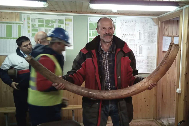 Строители в Москве откопали и спрятали бивень мамонта