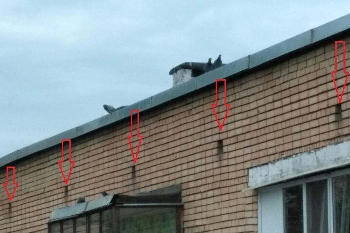 Московские управдомы превратили крыши домов в кладбища голубей